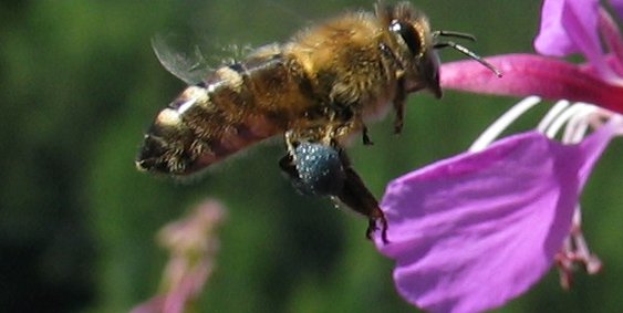 Webinar - Perga/Blütenpollen - das Superfood der Bienen